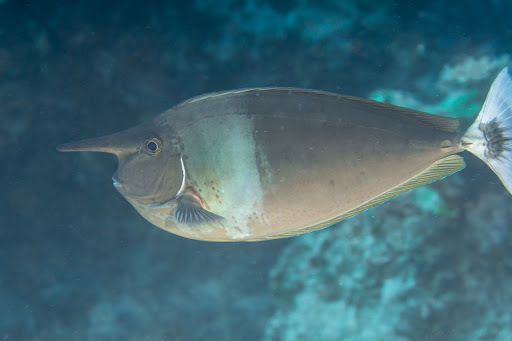 image of Naso brevirostris (Spotted unicornfish)