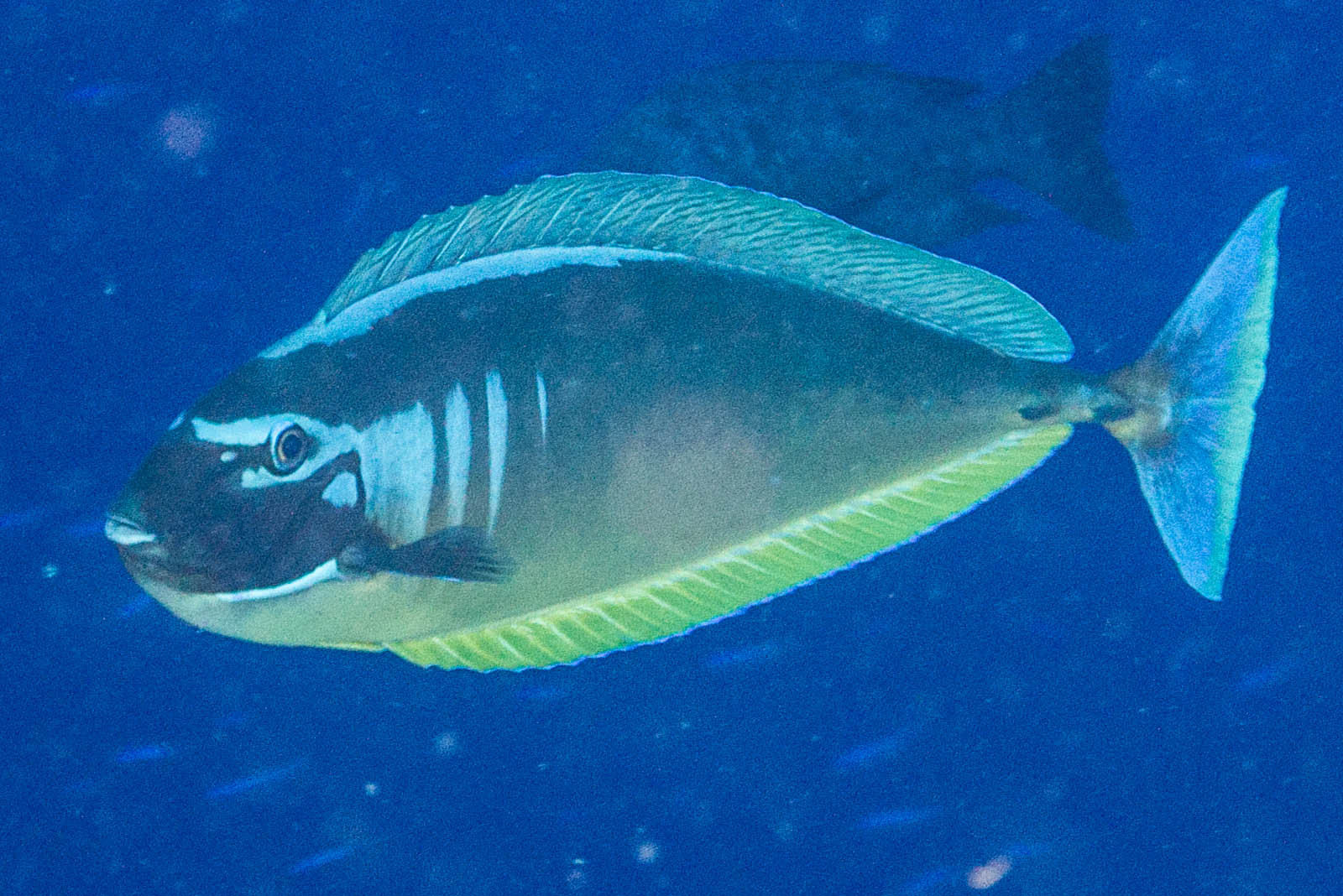 image of Naso hexacanthus (Sleek unicornfish)