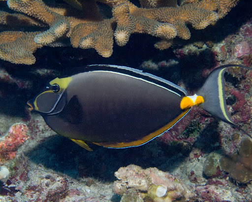 image of Naso lituratus (Orangespine unicornfish)