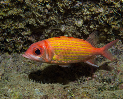 image of Neoniphon aurolineatus (Yellowstriped squirrelfish)