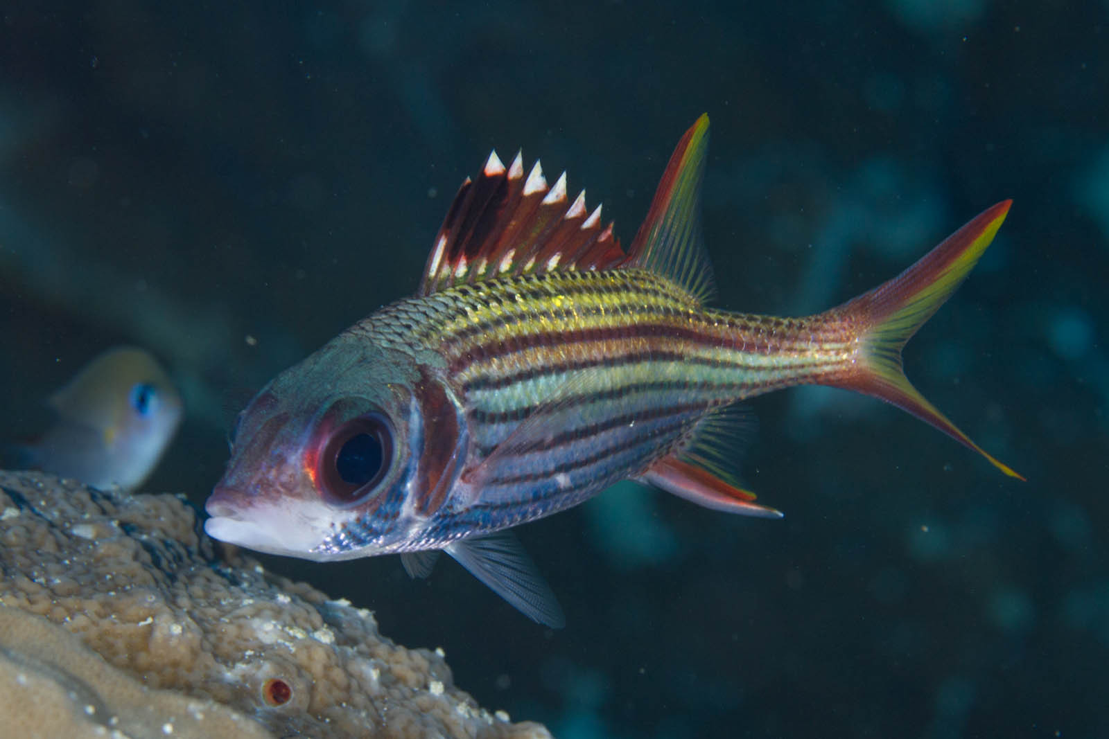 image of Neoniphon sammara (Sammara squirrelfish)