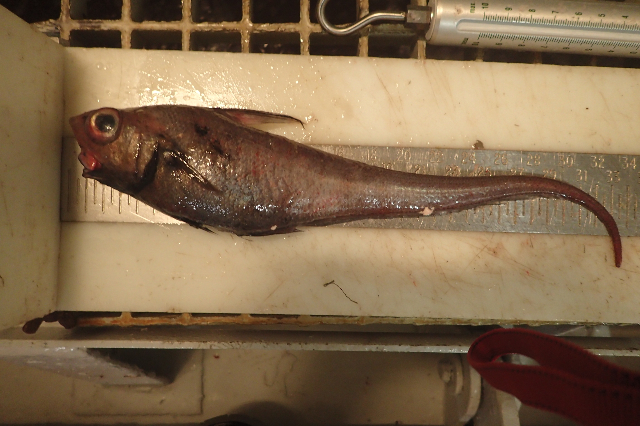 image of Nezumia bairdii (Marlin-spike grenadier)