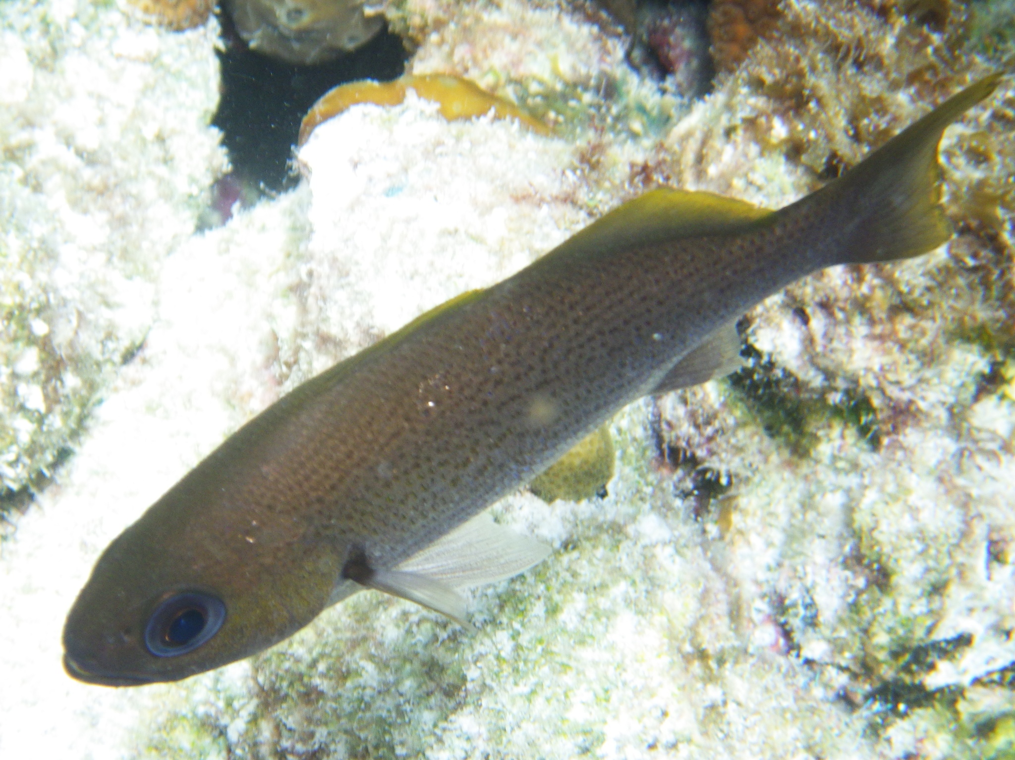image of Odontoscion dentex (Reef croaker)