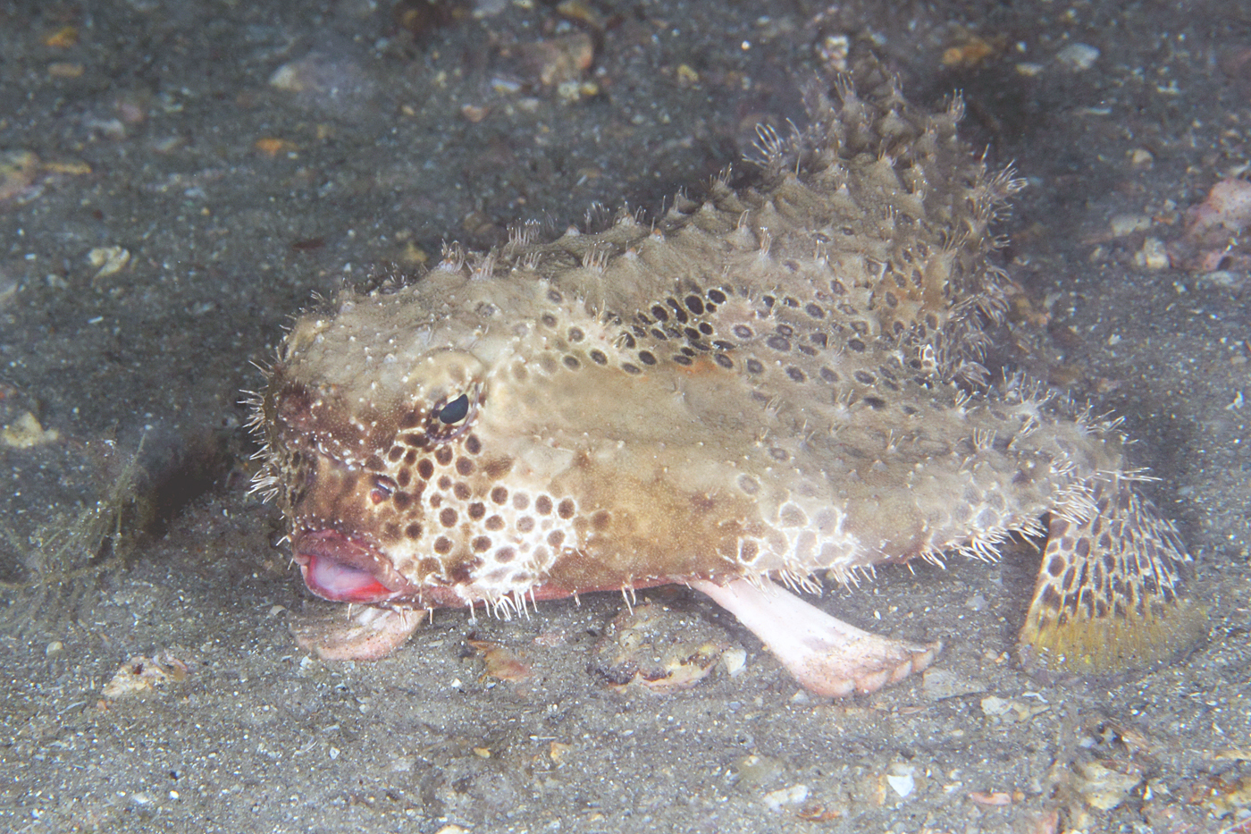 image of Ogcocephalus radiatus (Polka-dot batfish)