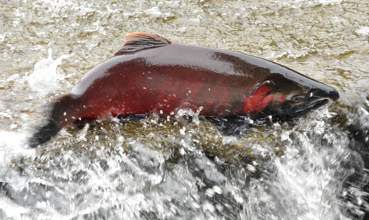 image of Oncorhynchus kisutch (Coho salmon)