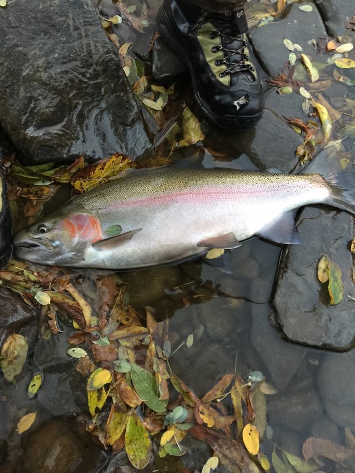 image of Oncorhynchus mykiss (Rainbow trout)