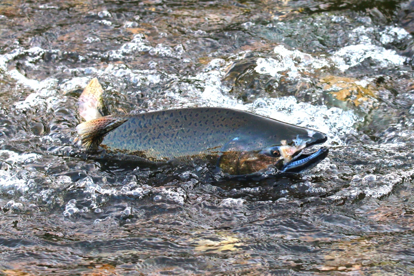 image of Oncorhynchus tshawytscha (Chinook salmon)
