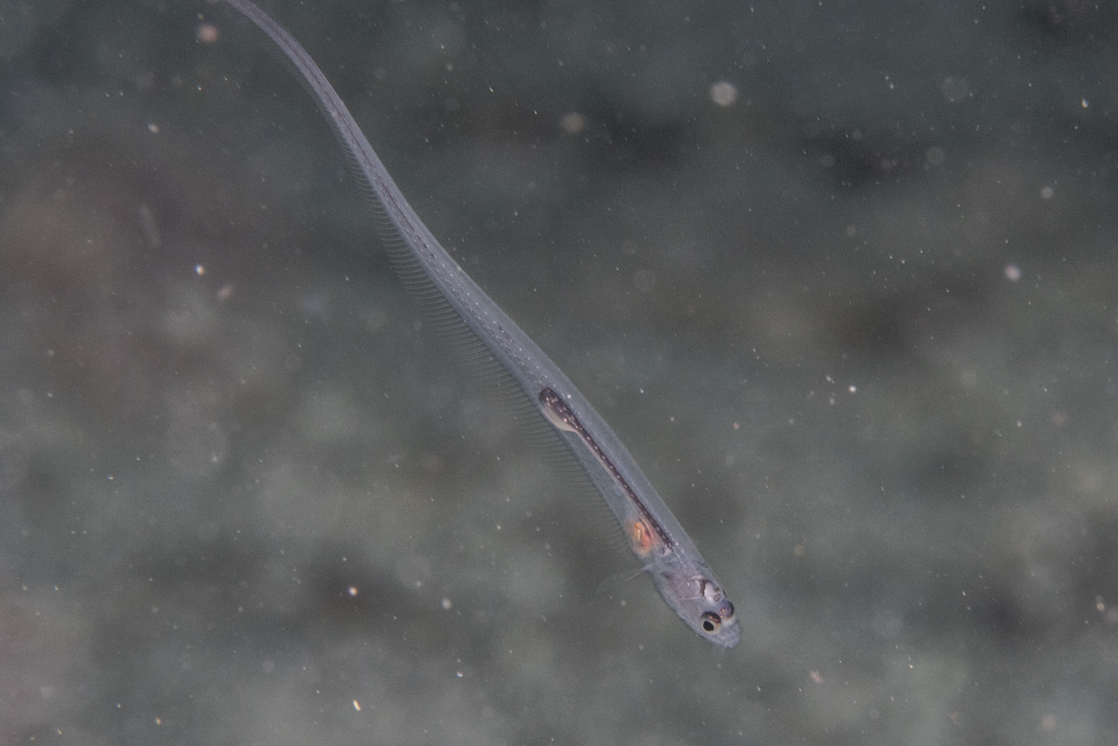 image of Onuxodon fowleri (Fowler's pearlfish)