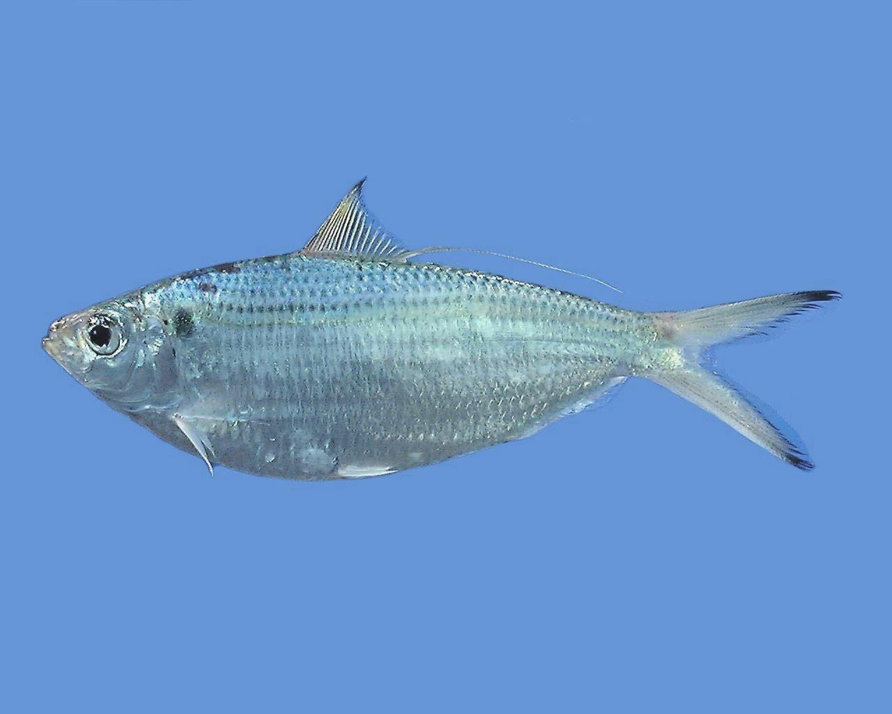 image of Opisthonema oglinum (Atlantic thread herring)