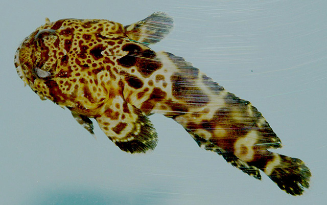 image of Opsanus pardus (Leopard toadfish)