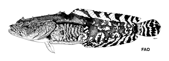 image of Opsanus phobetron (Scarecrow toadfish)