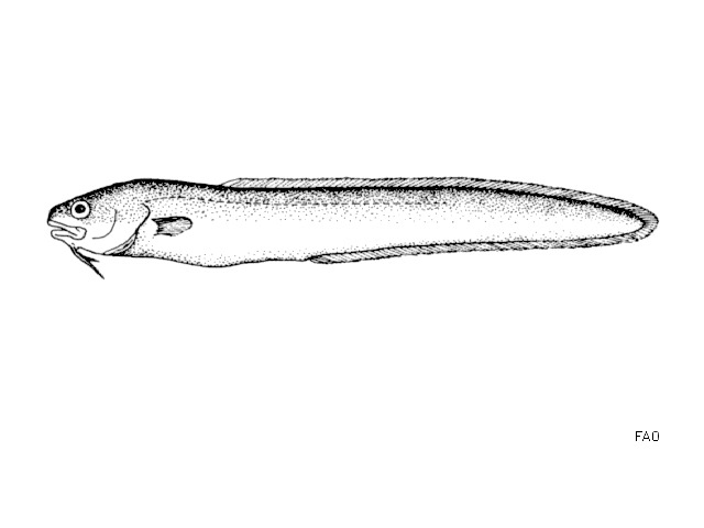 image of Ophidion rochei