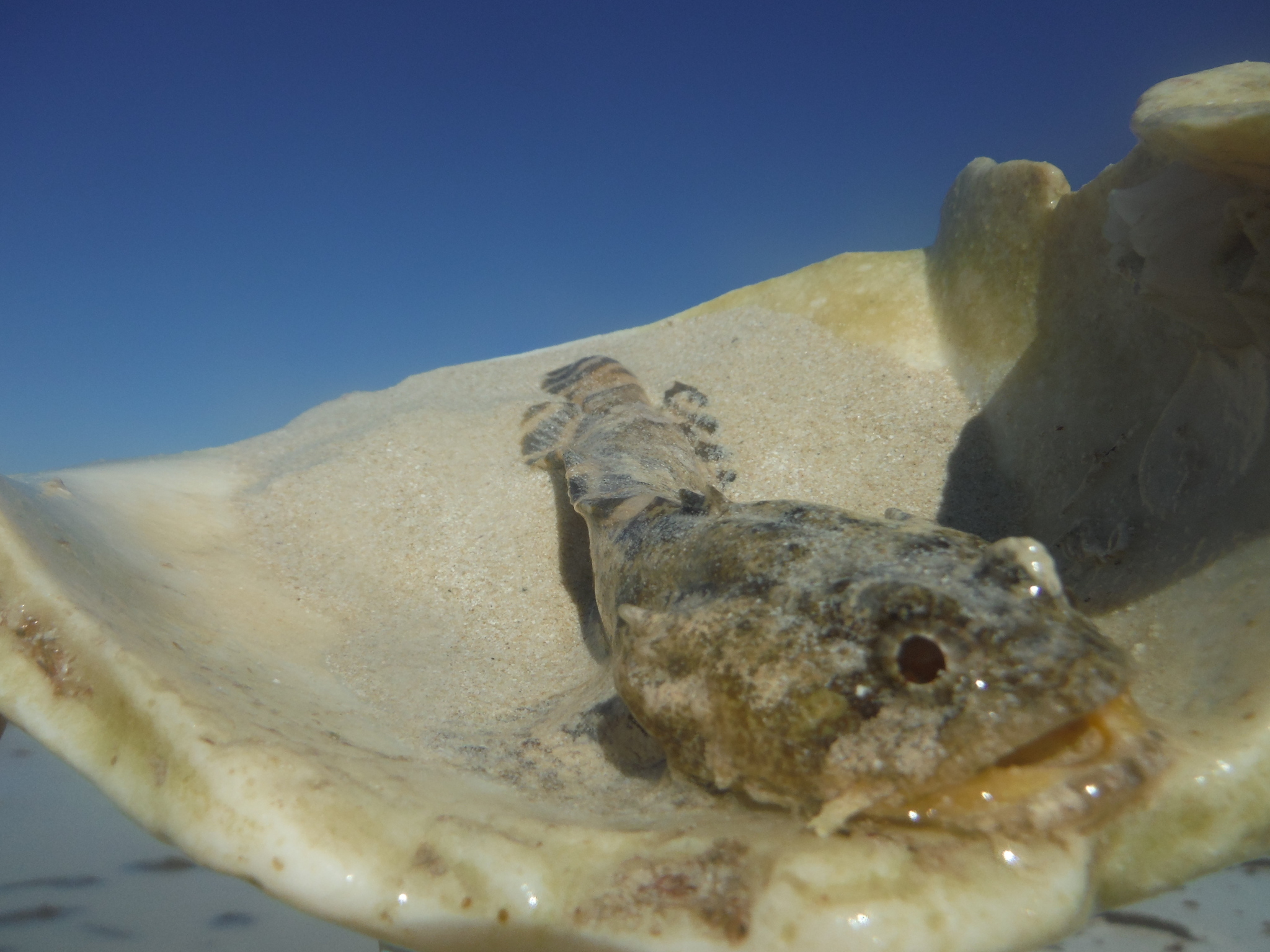 image of Opsanus beta (Gulf toadfish)
