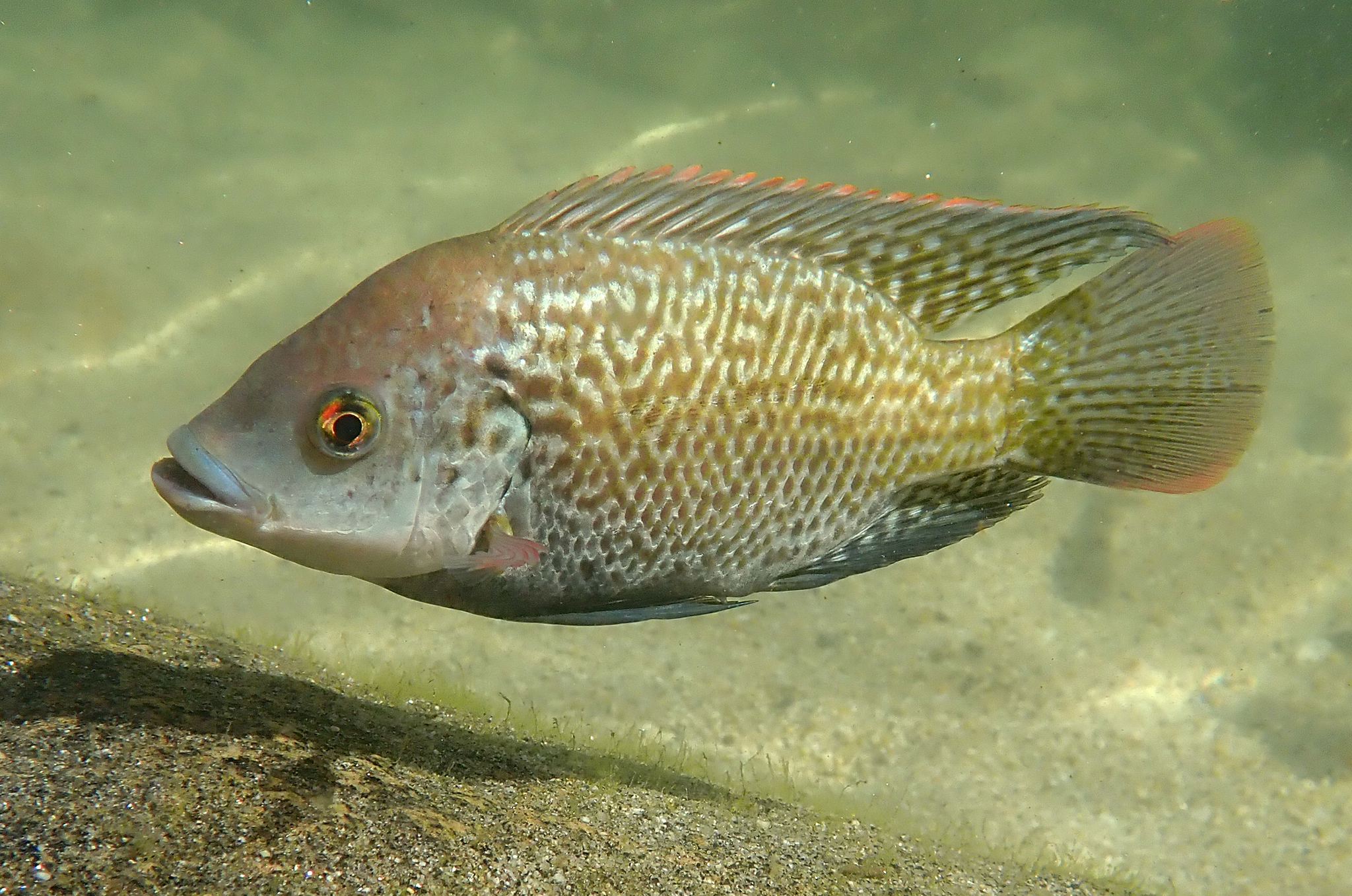 image of Oreochromis mossambicus (Mozambique tilapia)