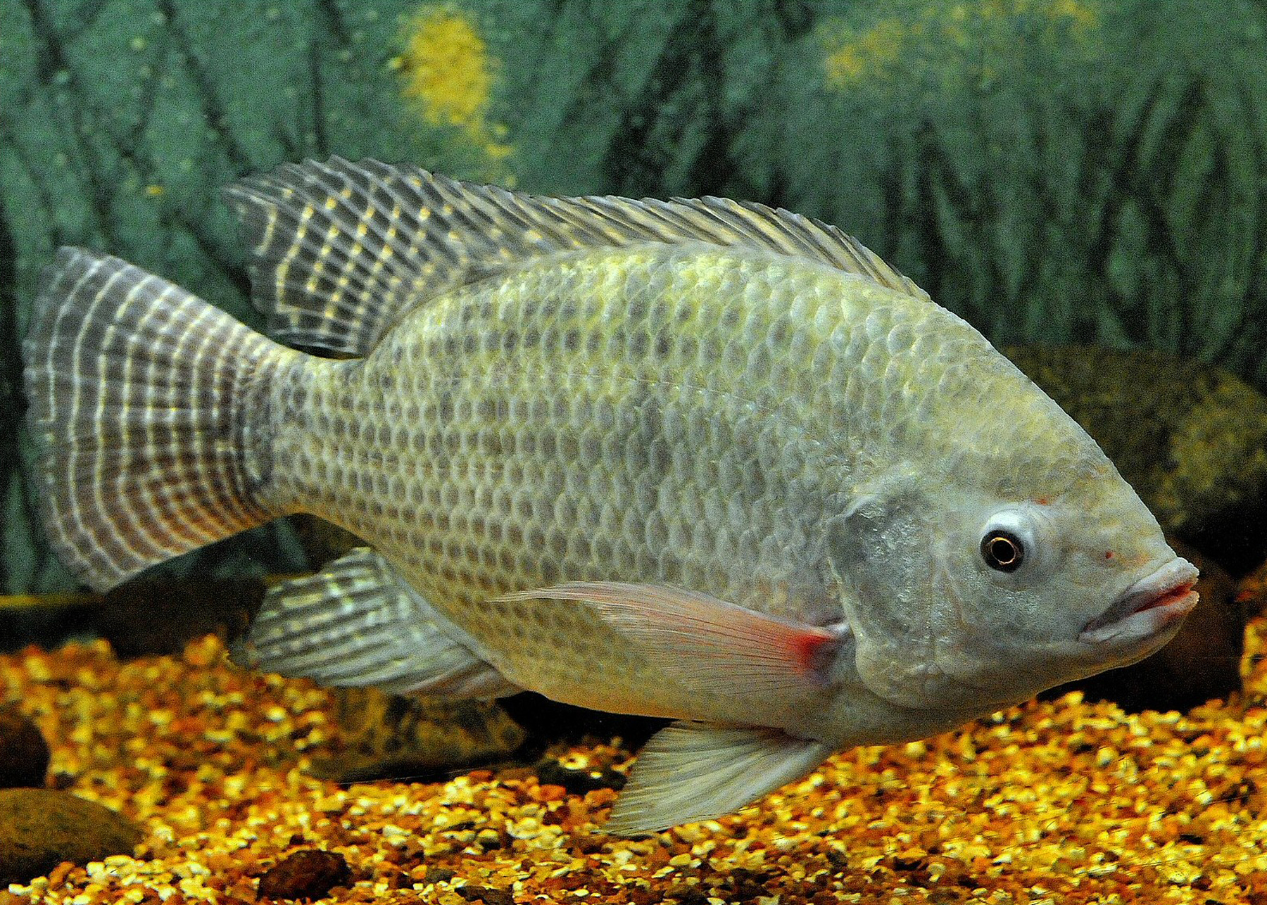 image of Oreochromis niloticus (Nile tilapia)