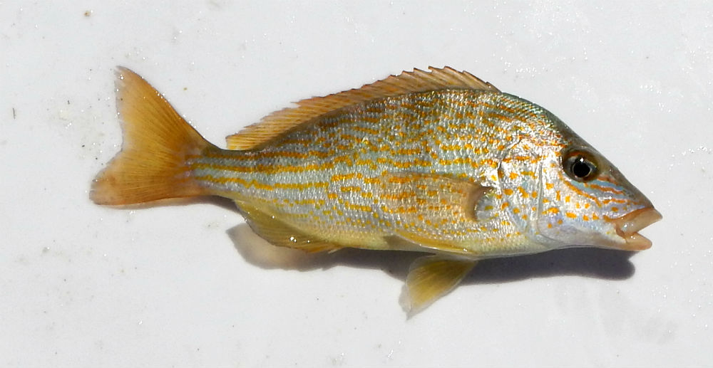 image of Orthopristis chrysoptera (Pigfish)
