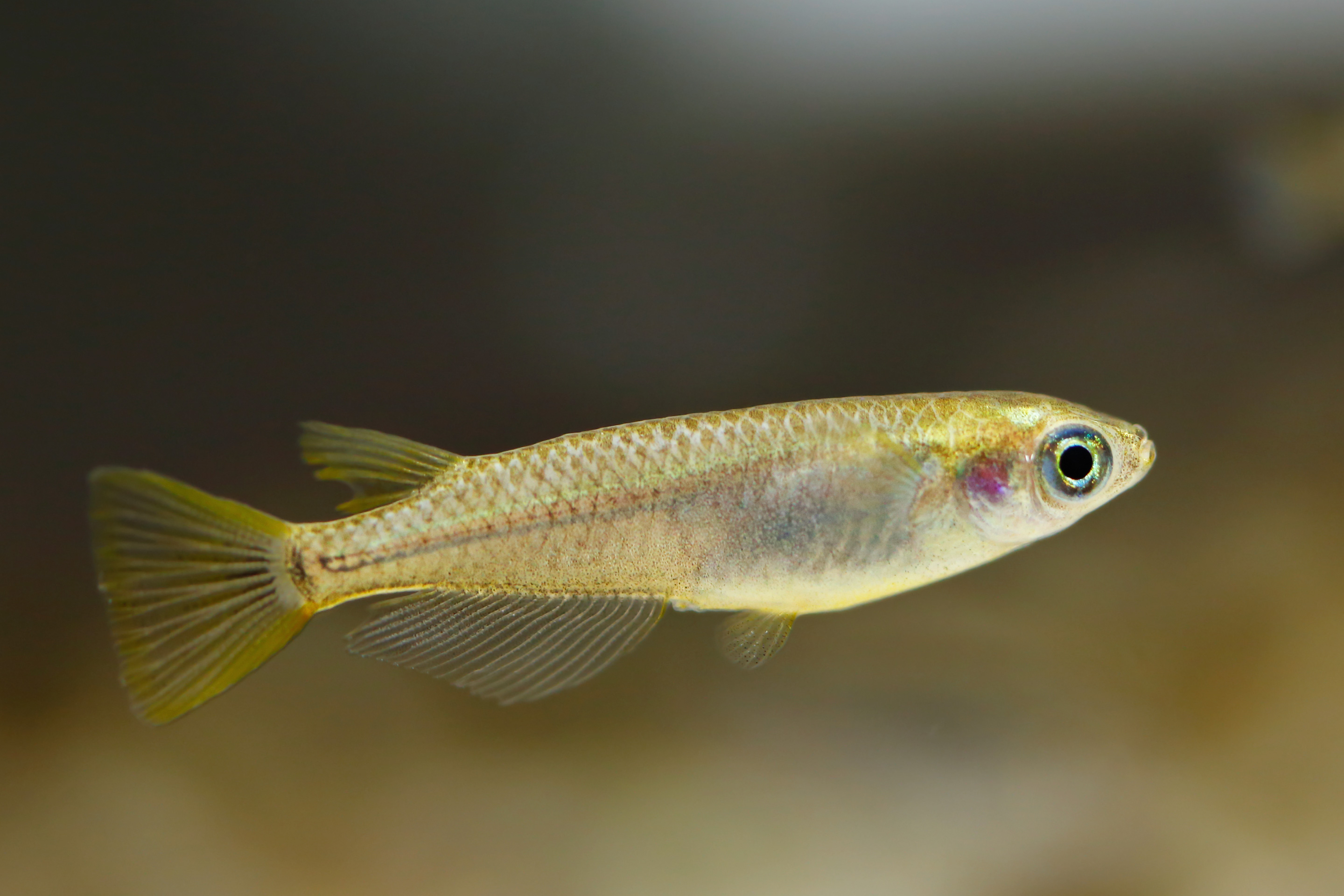 image of Oryzias latipes (Japanese rice fish)