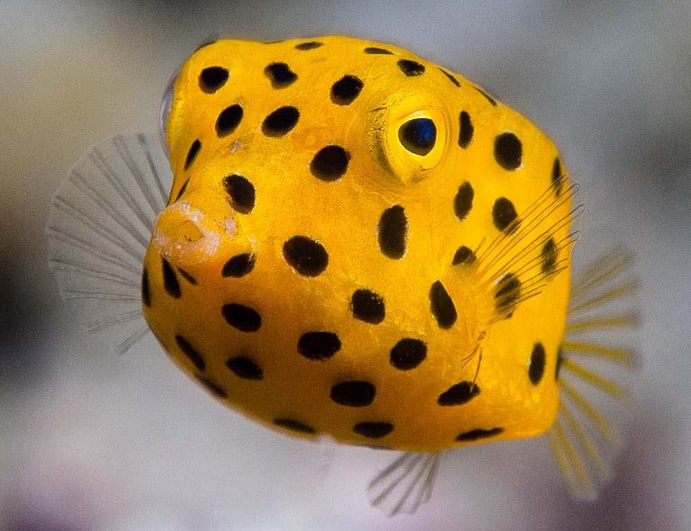image of Ostracion cubicum (Yellow boxfish)