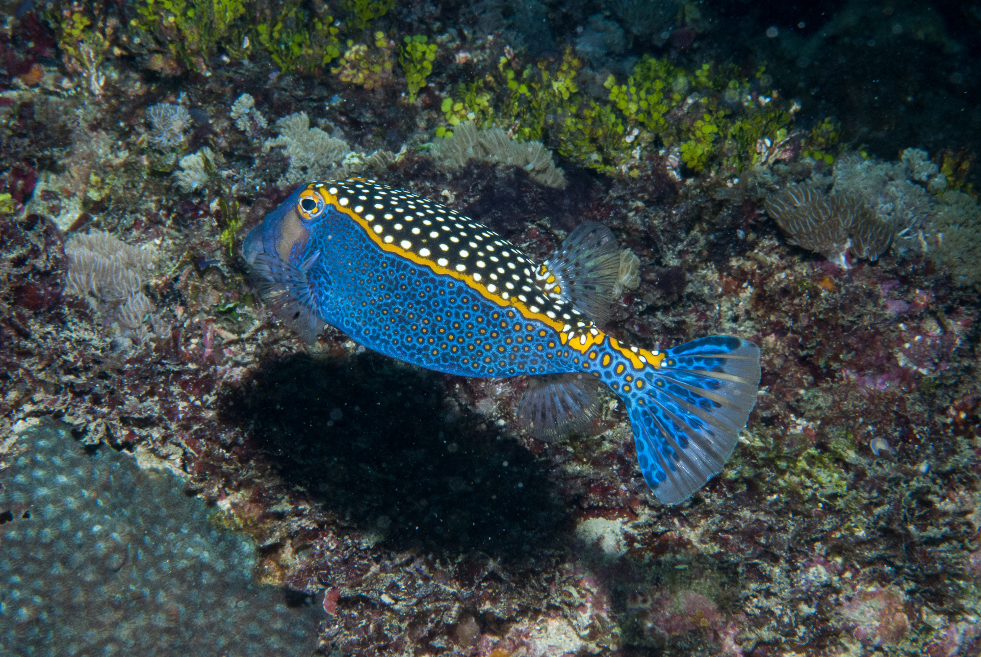 image of Ostracion meleagris (Whitespotted boxfish)