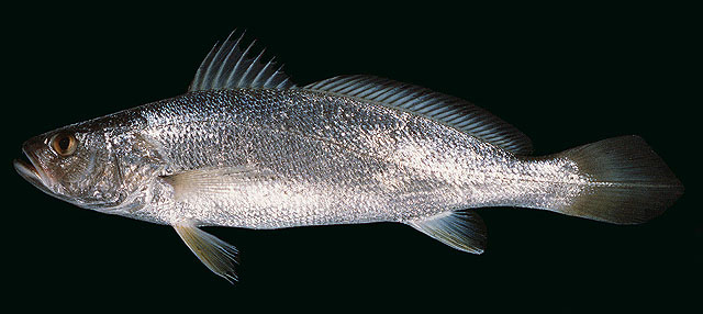 image of Otolithes ruber (Tigertooth croaker)