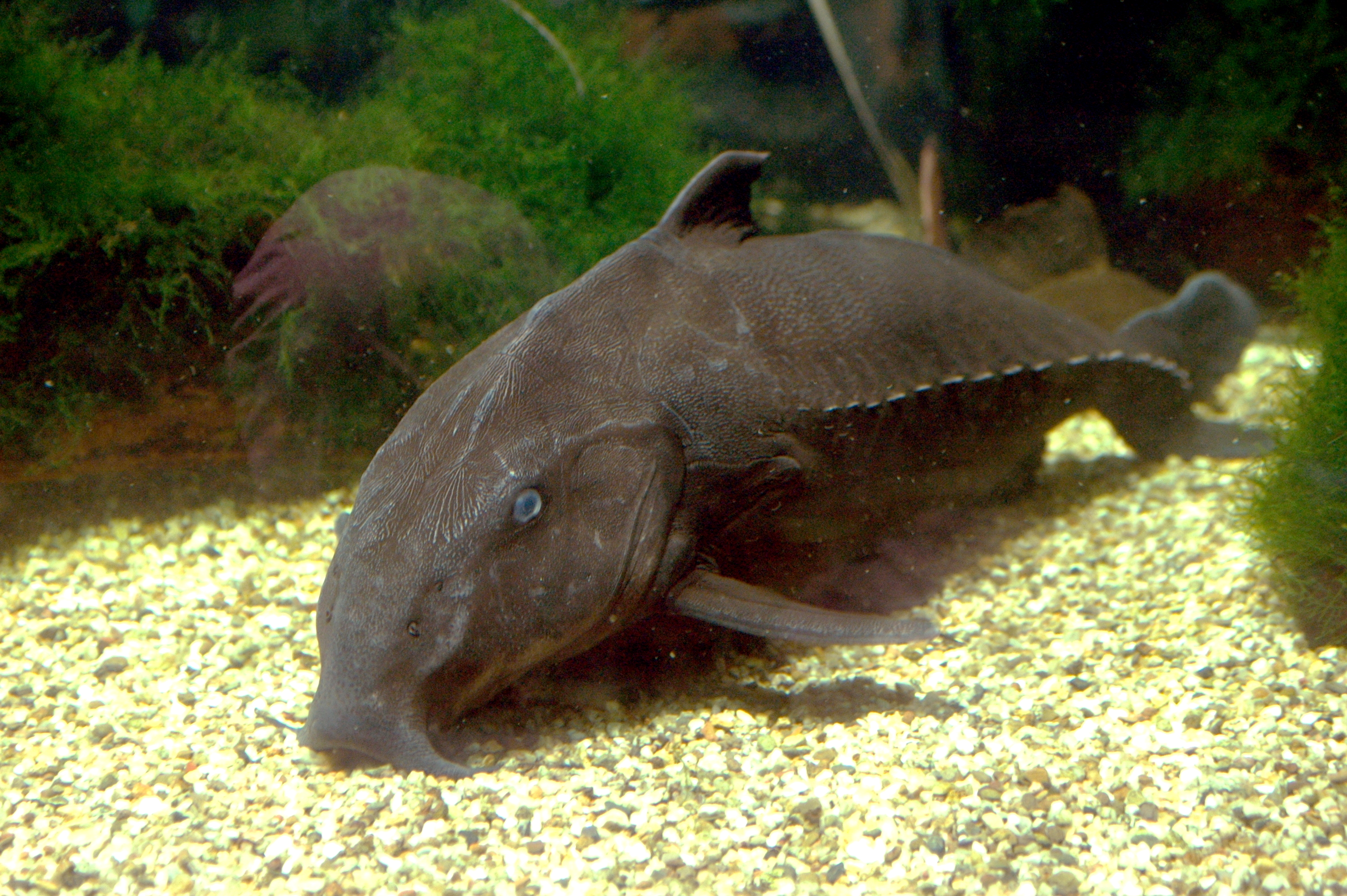 image of Oxydoras niger (Ripsaw catfish)