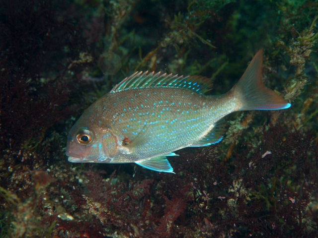 image of Pagrus major (Red seabream)