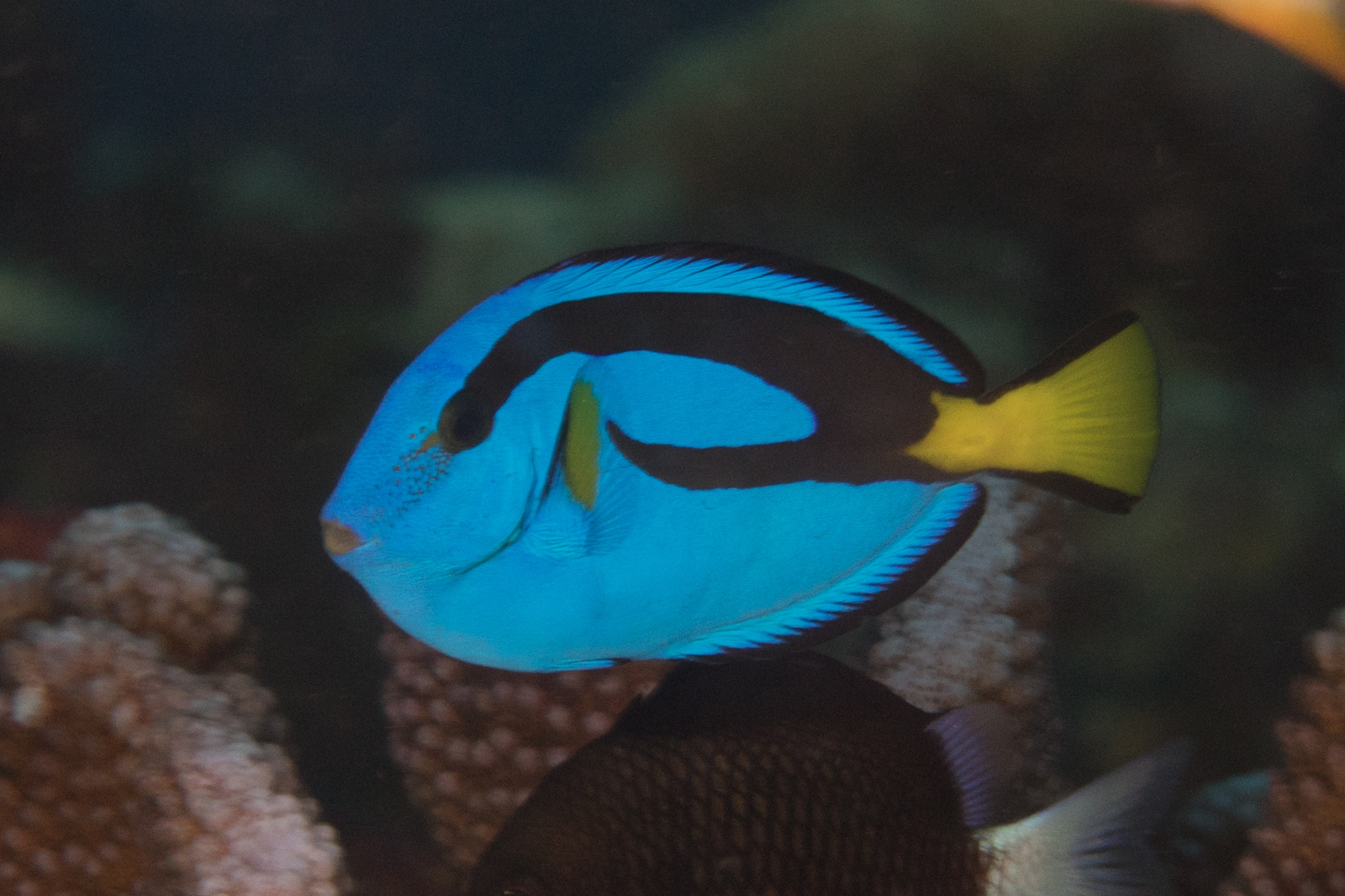 image of Paracanthurus hepatus (Palette surgeonfish)