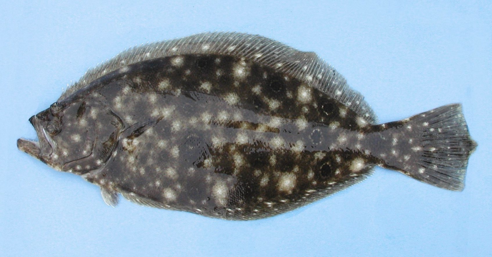 image of Paralichthys dentatus (Summer flounder)