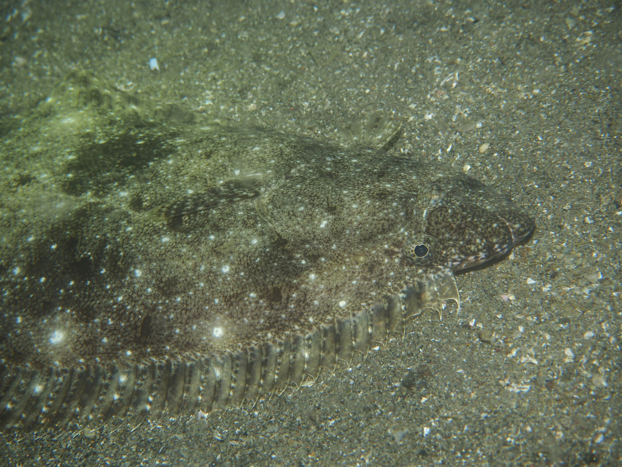 image of Paralichthys olivaceus (Bastard halibut)