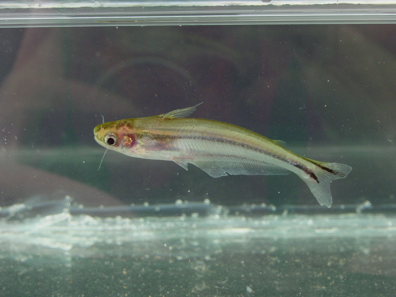 image of Pareutropius debauwi (African glass catfish)