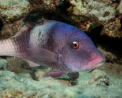 image of Parupeneus insularis (Twosaddle goatfish)