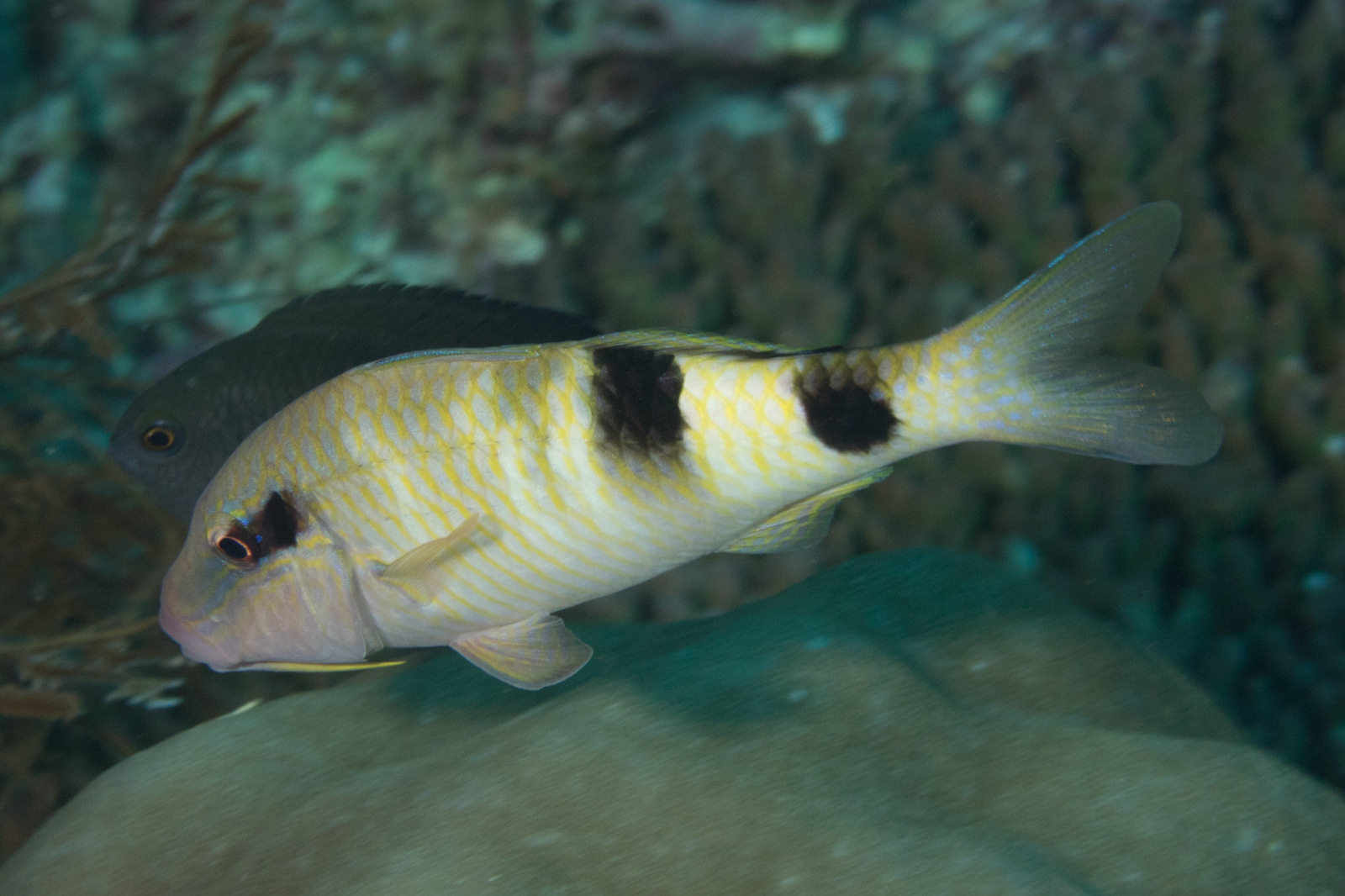 image of Parupeneus multifasciatus (Manybar goatfish)