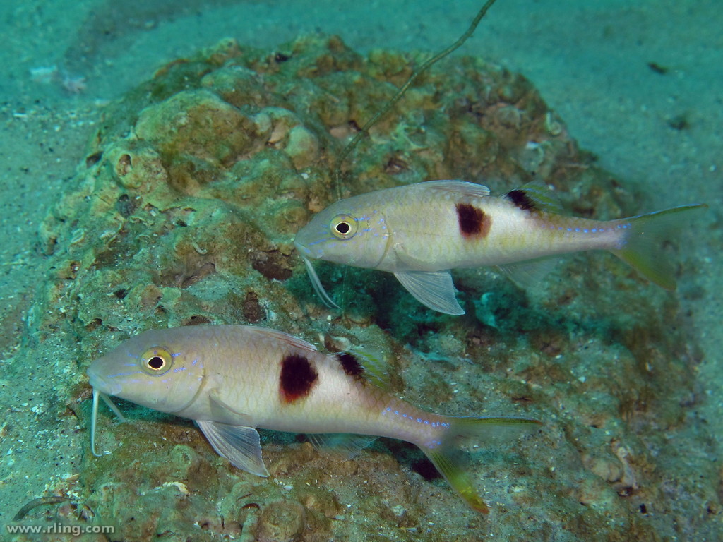 image of Parupeneus pleurostigma (Sidespot goatfish)