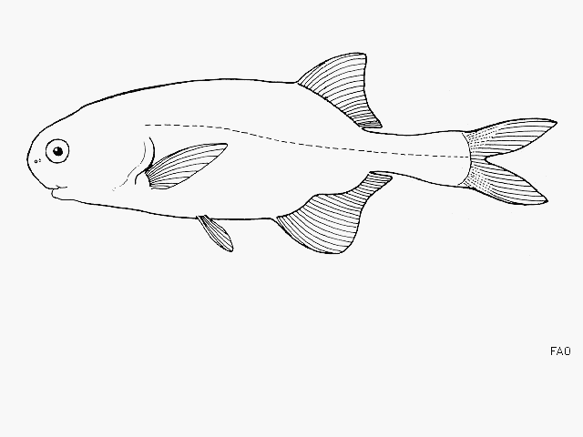 image of Petrocephalus catostoma (Churchill)