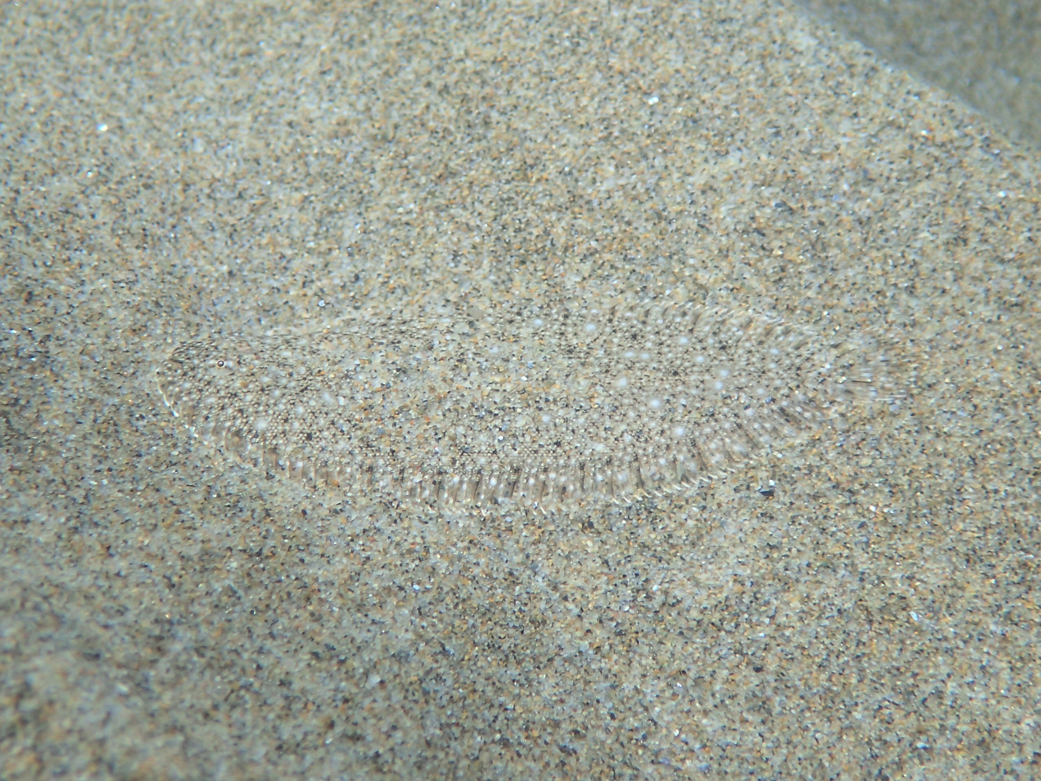 image of Pegusa lascaris (Sand sole)