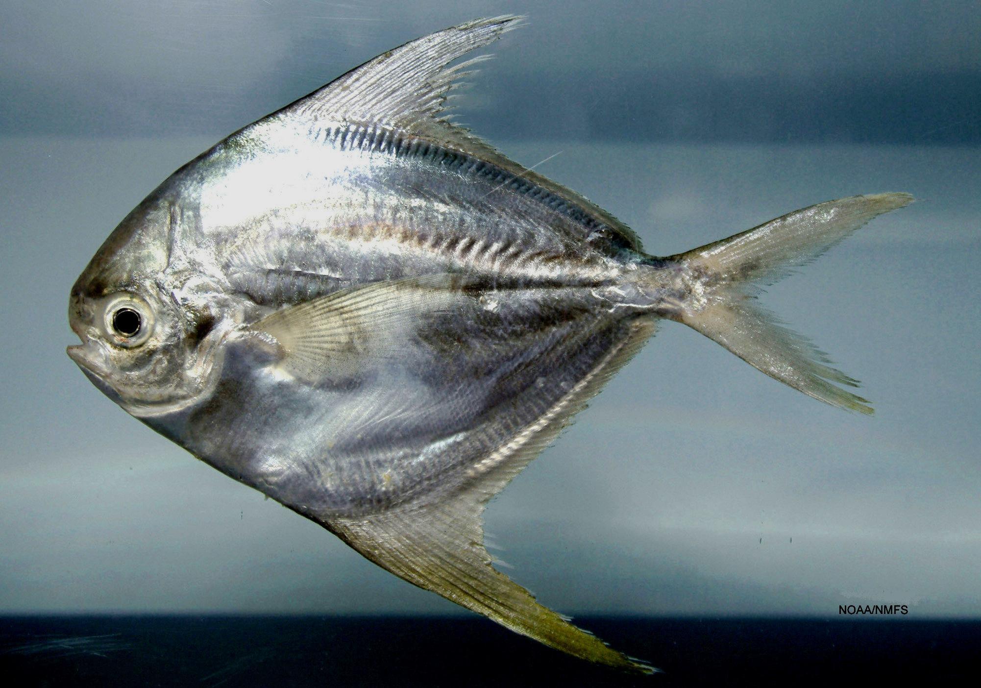 image of Peprilus paru (American harvestfish)