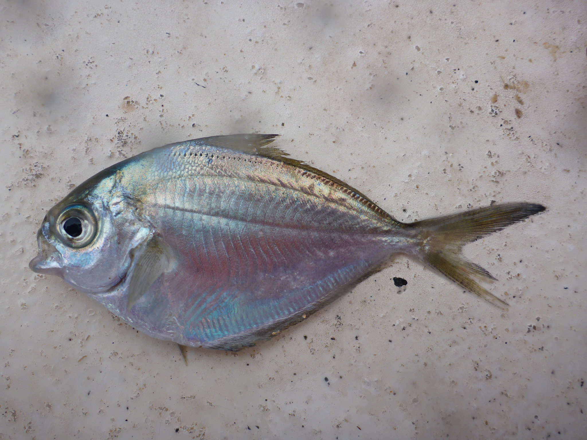 image of Peprilus triacanthus (Atlantic butterfish)