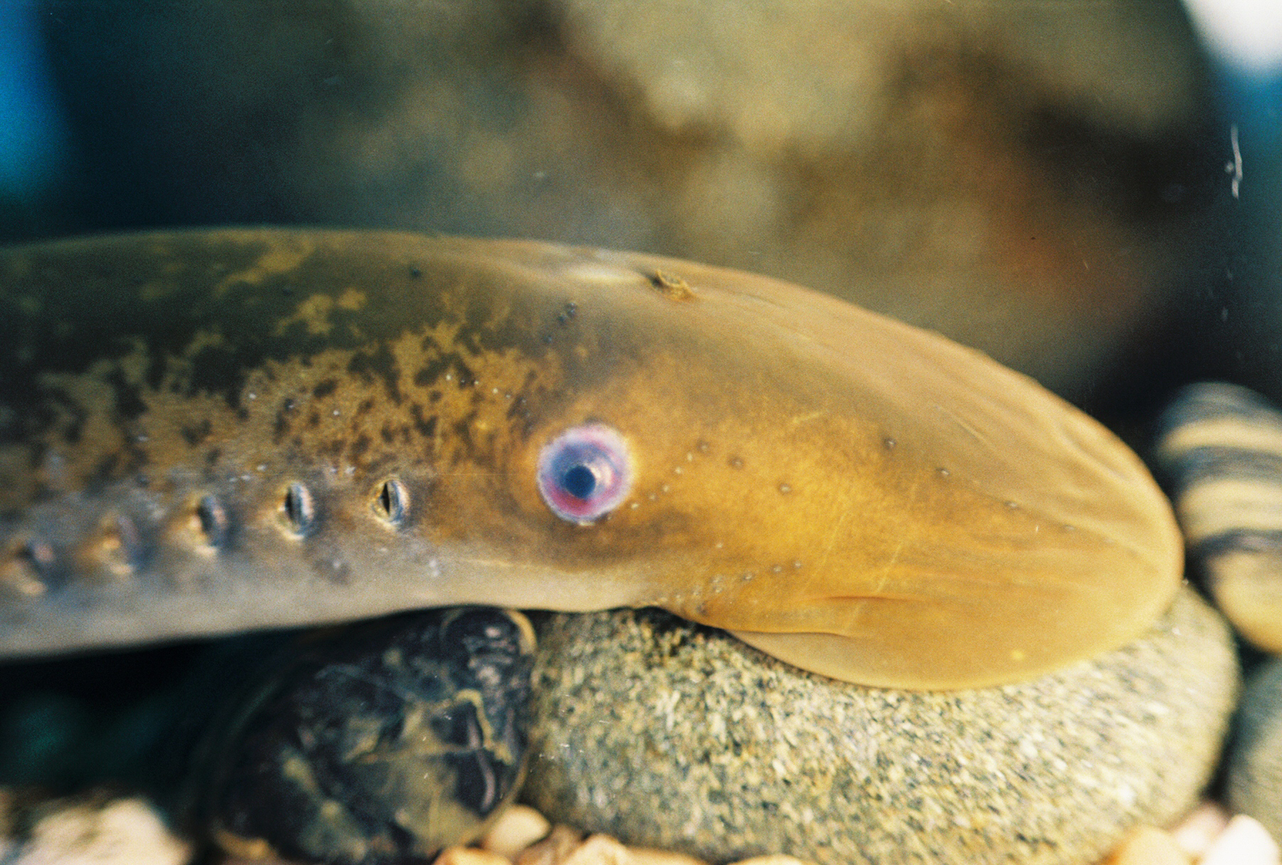 image of Petromyzon marinus (Sea lamprey)