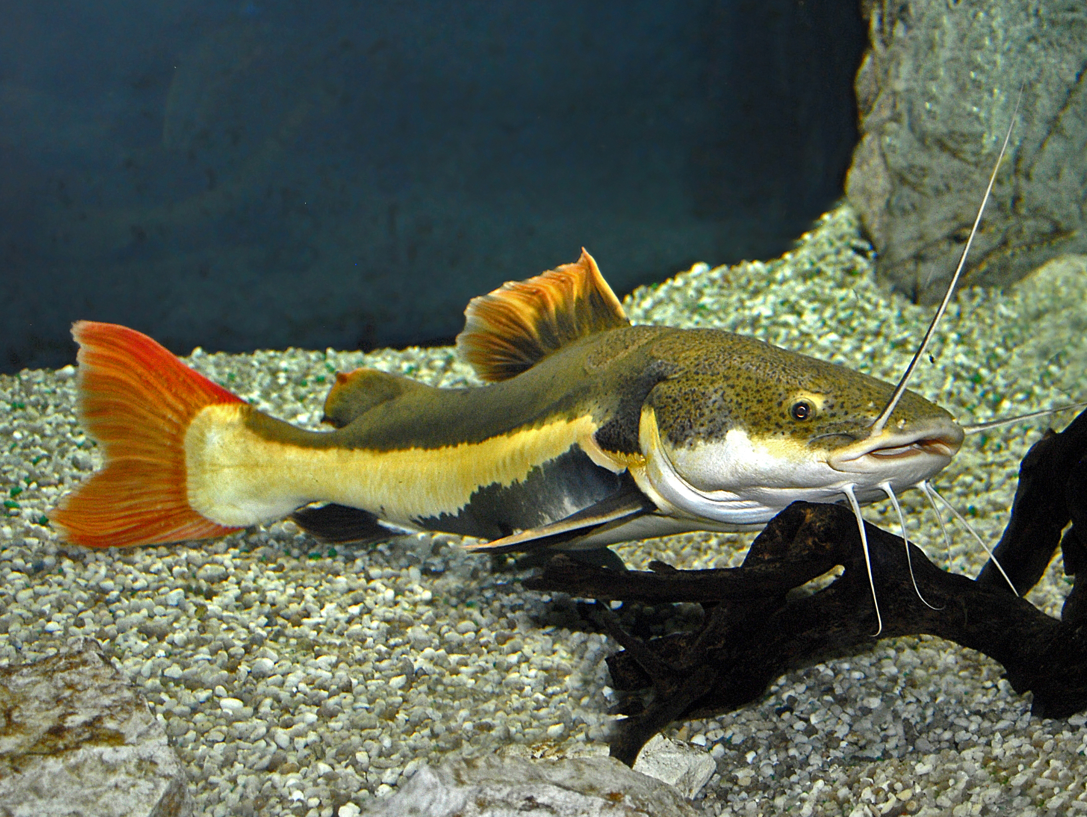 image of Phractocephalus hemioliopterus (Redtail catfish)