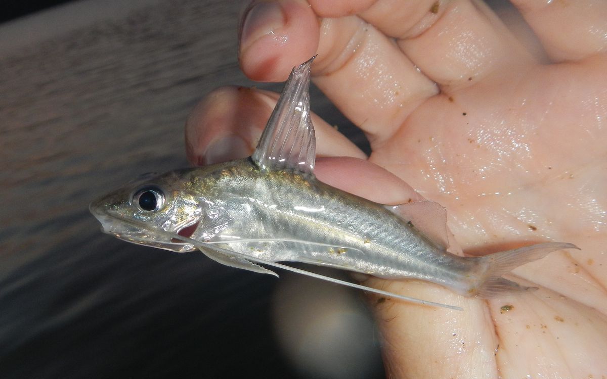 image of Pimelodus blochii (Bloch's catfish)