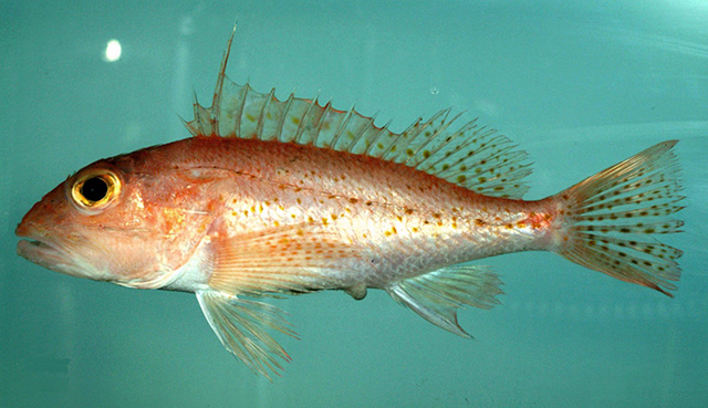 image of Pontinus longispinis (Longspine scorpionfish)