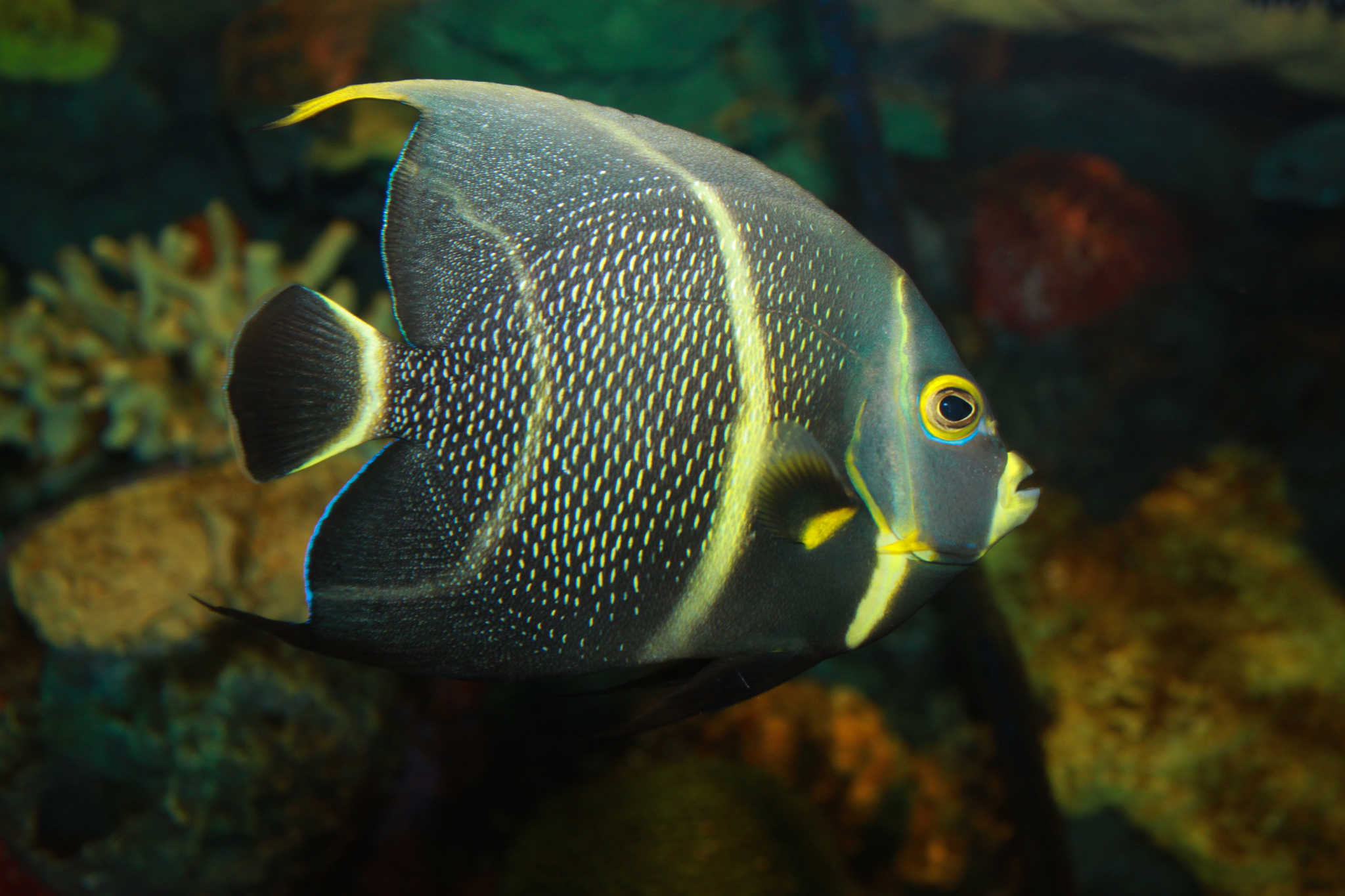 image of Pomacanthus paru (French angelfish)