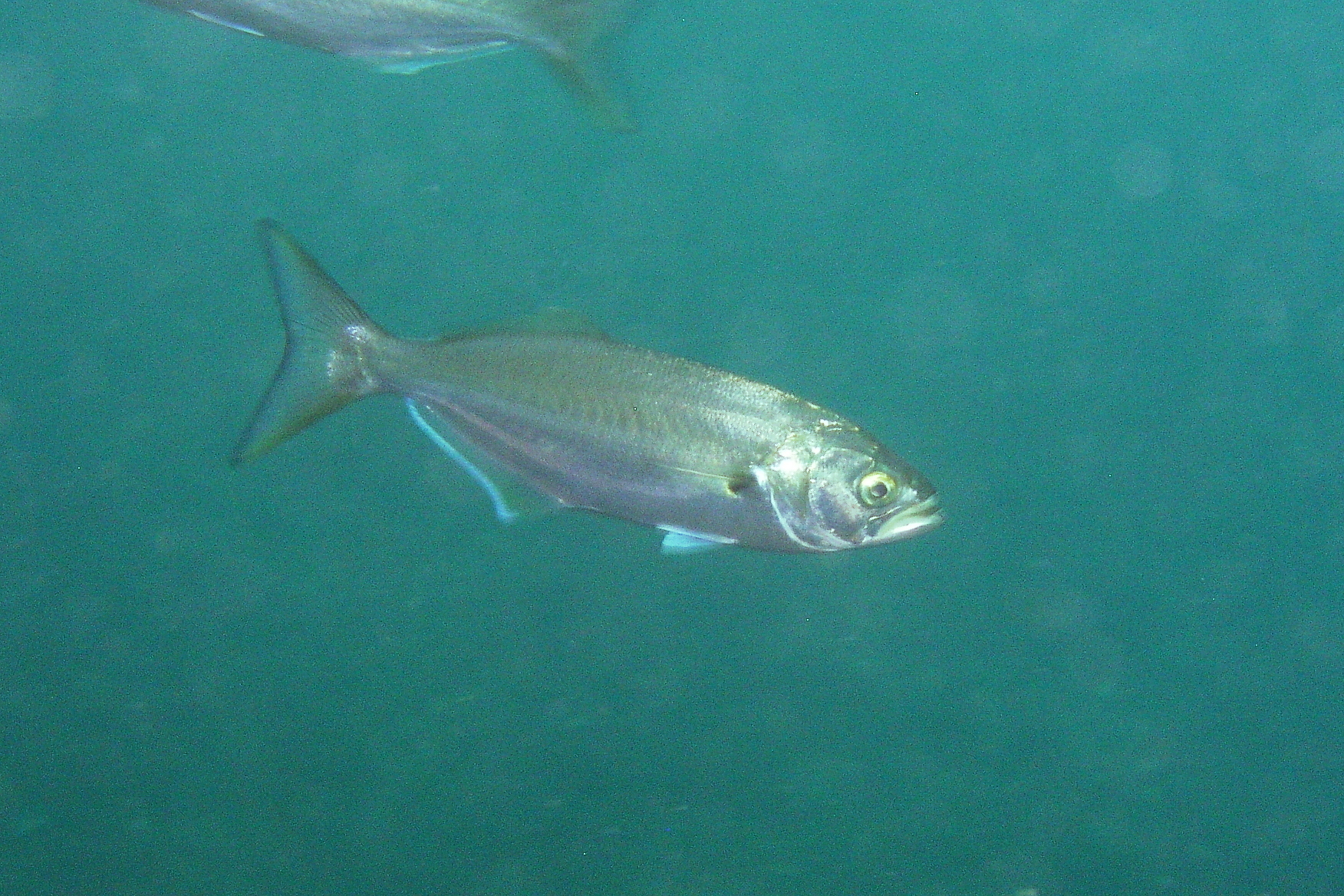 image of Pomatomus saltatrix (Bluefish)