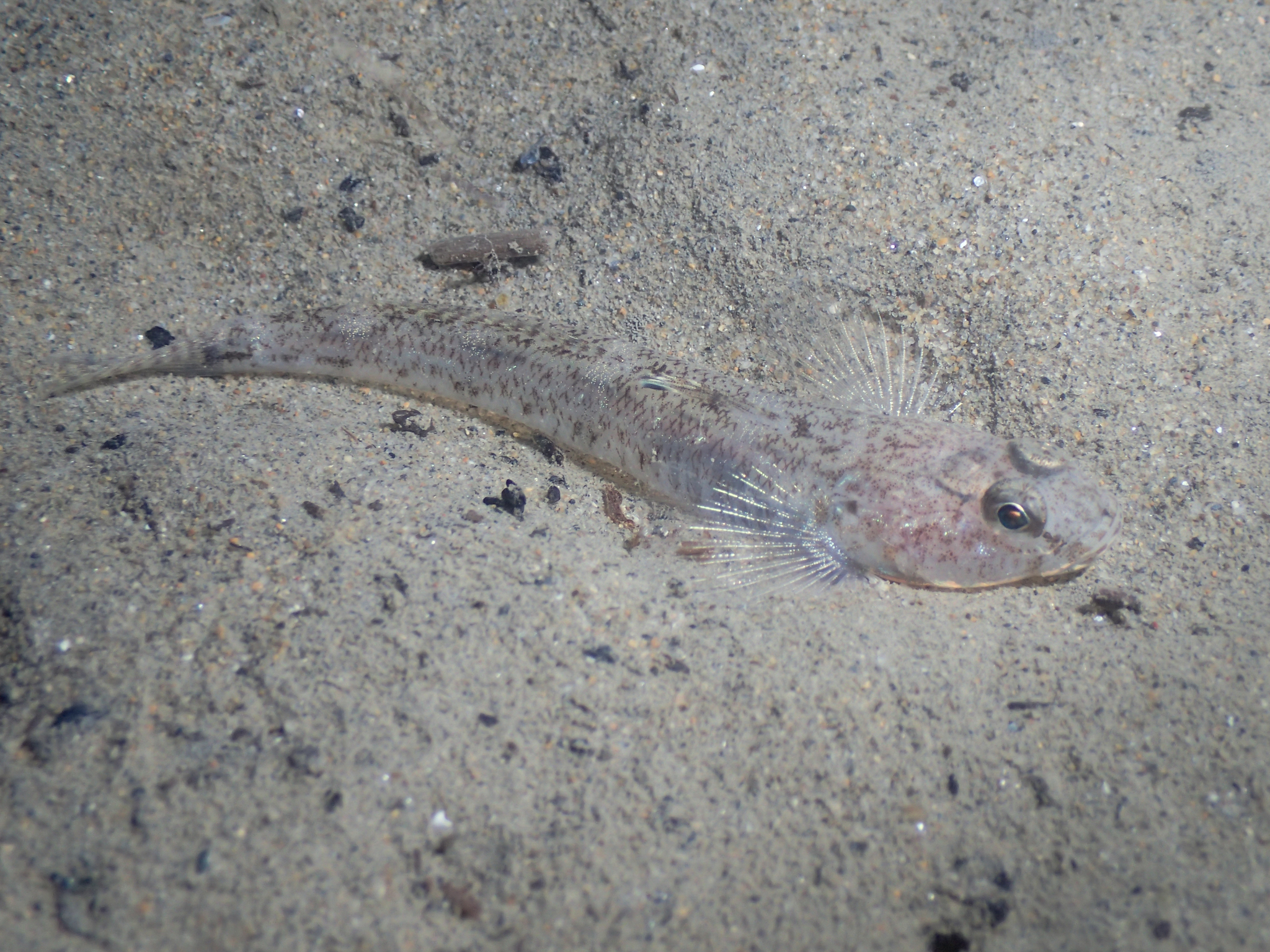 image of Pomatoschistus minutus (Sand goby)