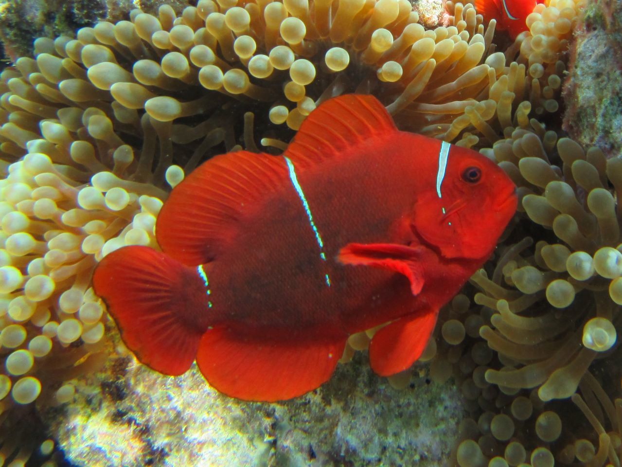 image of Amphiprion biaculeatus (Spinecheek anemonefish)