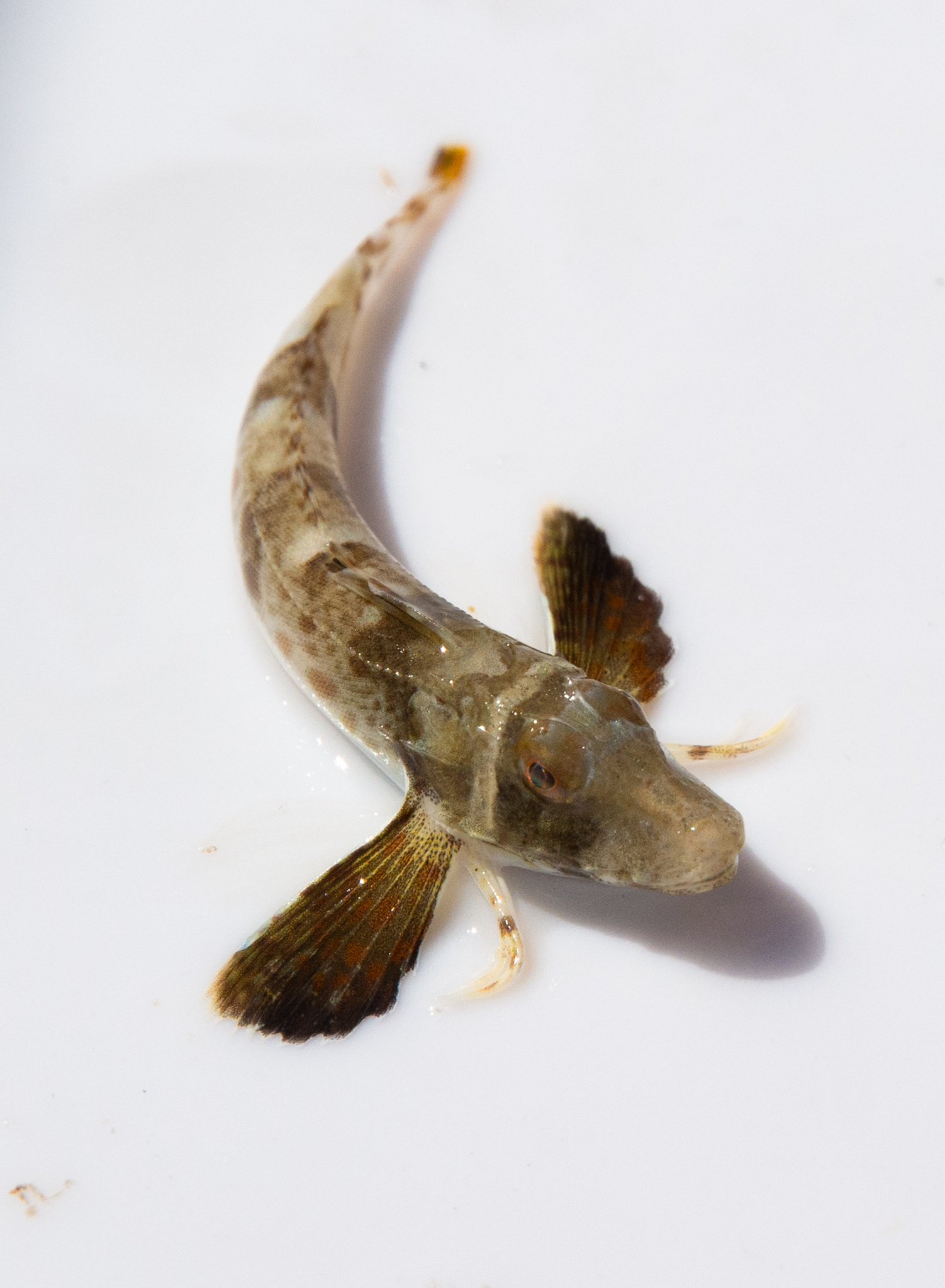 image of Prionotus carolinus (Northern searobin)