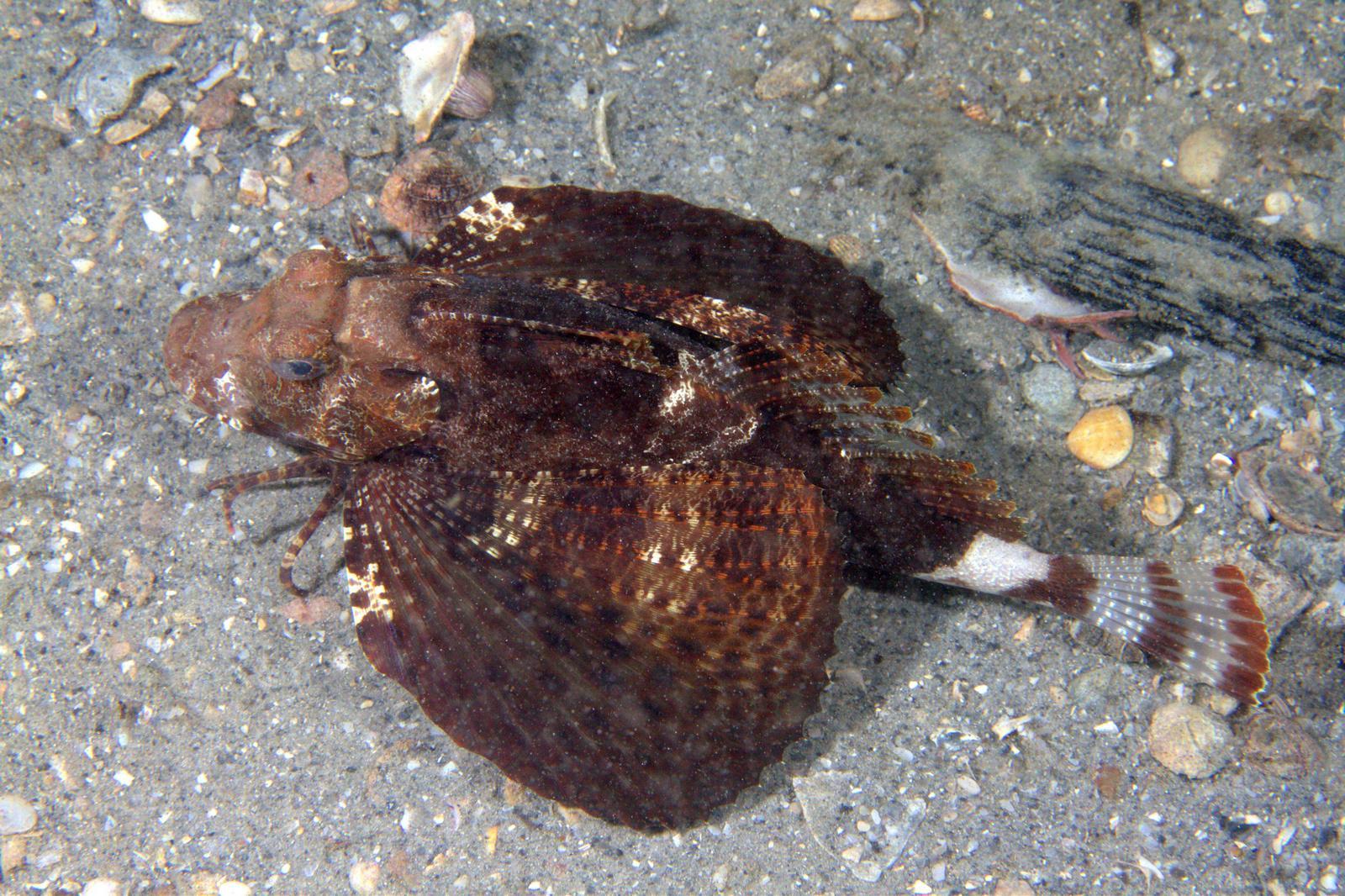 image of Prionotus ophryas (Bandtail searobin)