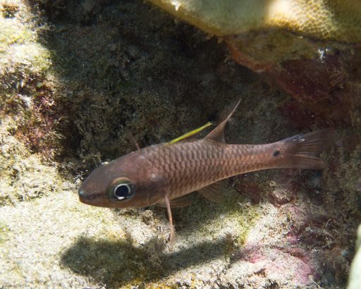 image of Pristiapogon kallopterus (Iridescent cardinalfish)
