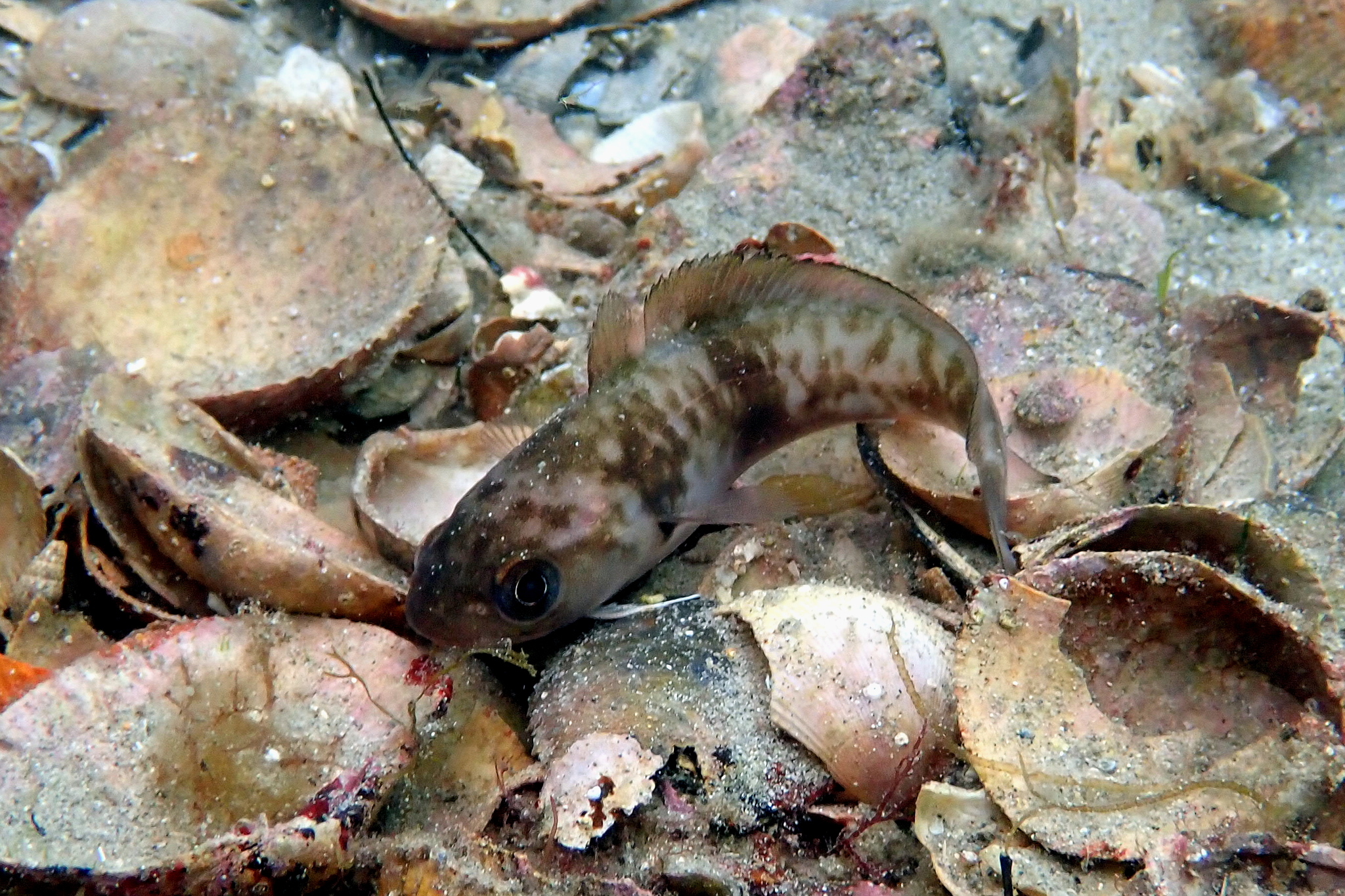 image of Pseudophycis bachus (Red codling)