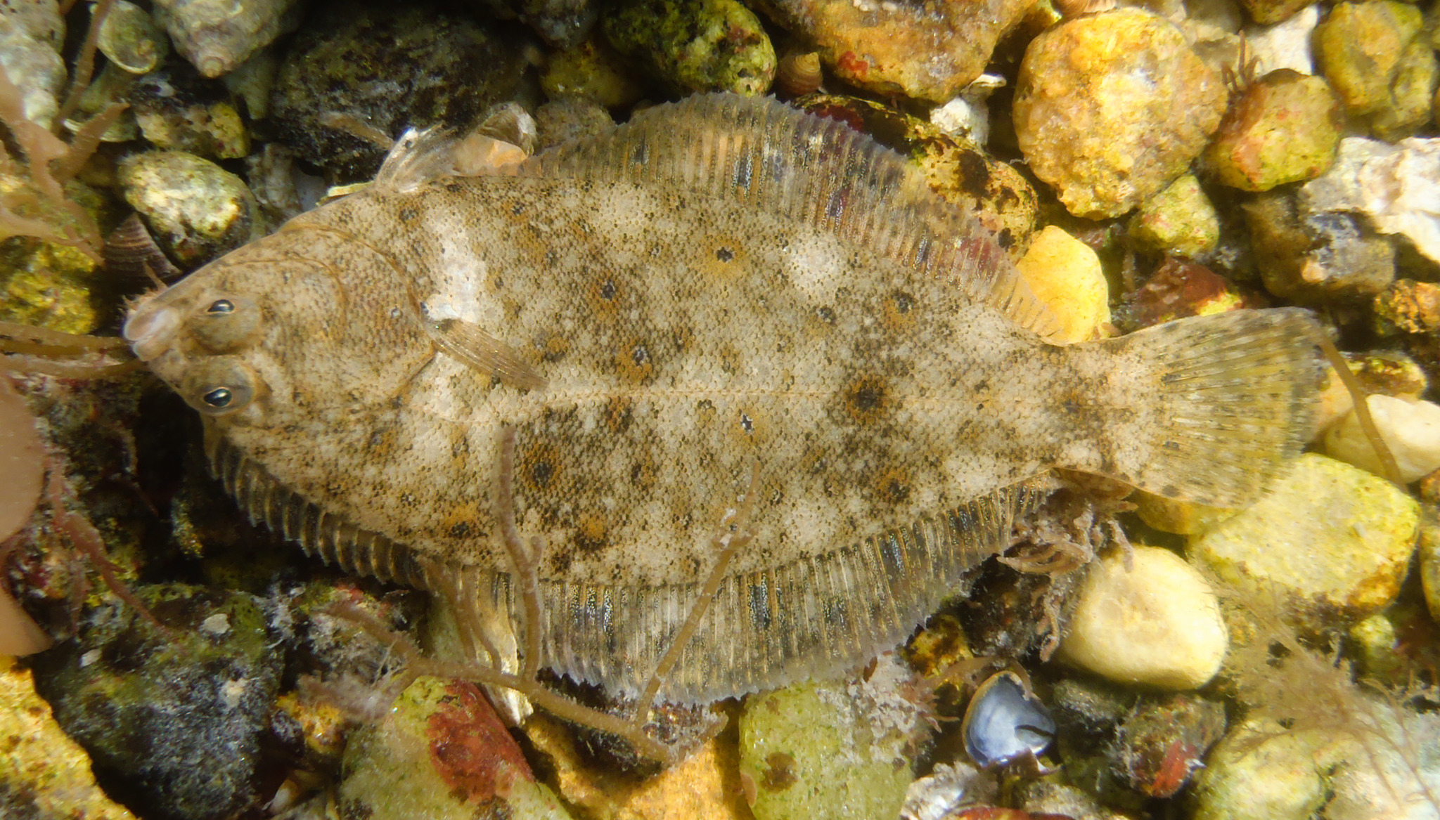 image of Pseudopleuronectes americanus (Winter flounder)